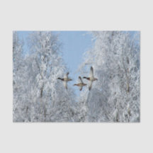 Mallard Anka Flies Snö Photo