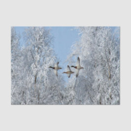 Mallard Anka Flies Snö Photo