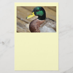 Mallard Anka Flygblad