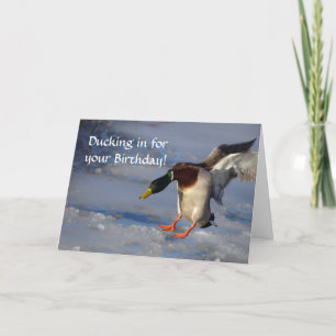 Mallard Anka-födelsedagskort Kort