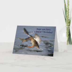 Mallard Anka-födelsedagskort Kort