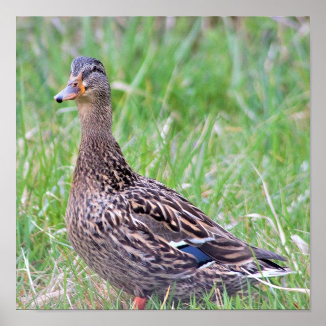 Mallard Anka Foto Affisch (Framsidan)