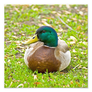 Mallard Anka Fototryck