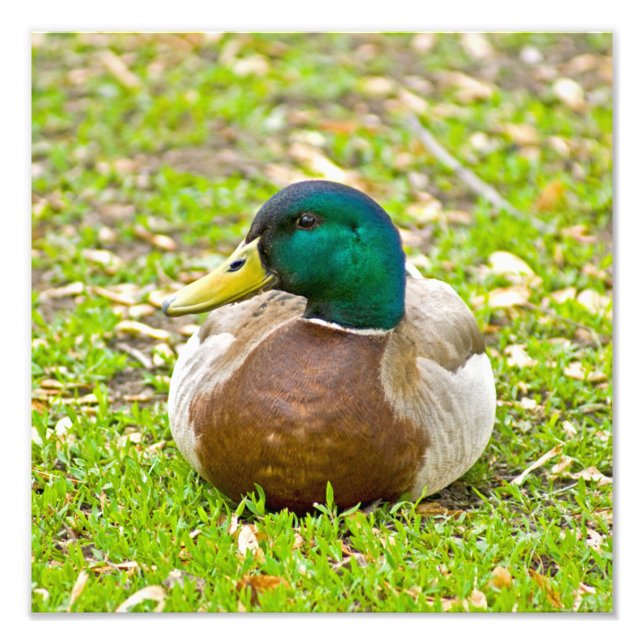 Mallard Anka Fototryck (Framsidan)