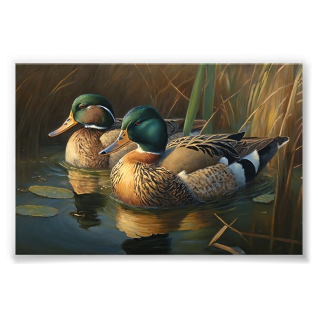 Mallard Anka Fototryck (Framsidan)