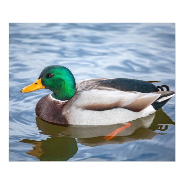 Mallard Anka Fototryck (Framsidan)