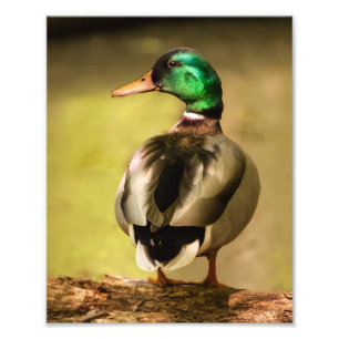 Mallard Anka Fototryck