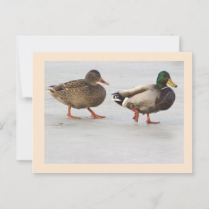 Mallard Anka Fotovykort Vykort