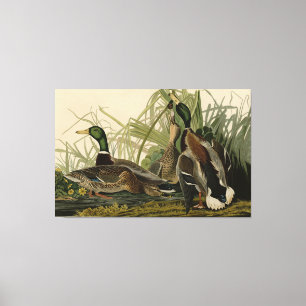 Mallard Anka från Audubon's Birds of America Canvastryck