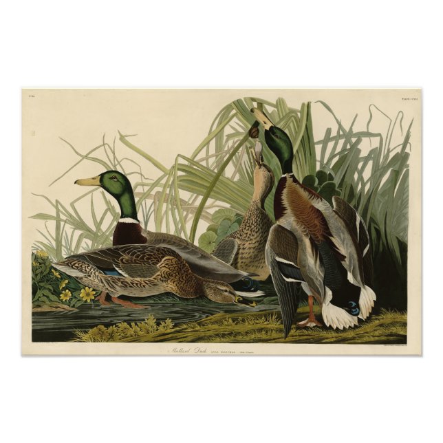 Mallard Anka från Audubon's Birds of America Fototryck (Framsidan)