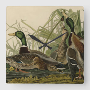 Mallard Anka från Audubon's Birds of America Fyrkantig Klocka