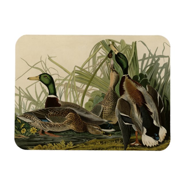 Mallard Anka från Audubon's Birds of America Magnet (Horisontell)