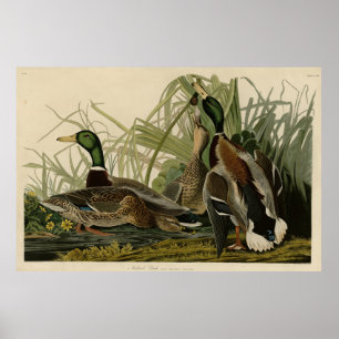 Mallard Anka från Audubon's Birds of America Poster