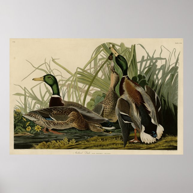 Mallard Anka från Audubon's Birds of America Poster (Framsidan)