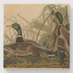 Mallard Anka från Audubon's Birds of America Stenunderlägg