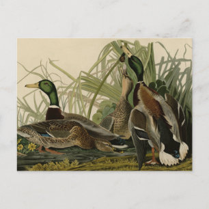 Mallard Anka från Audubon's Birds of America Vykort