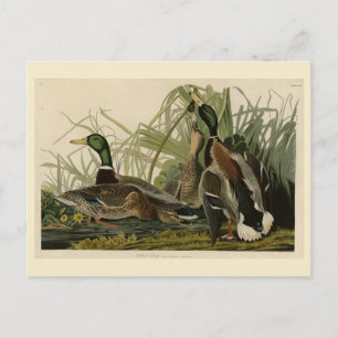 Mallard Anka från Audubon's Birds of America Vykort