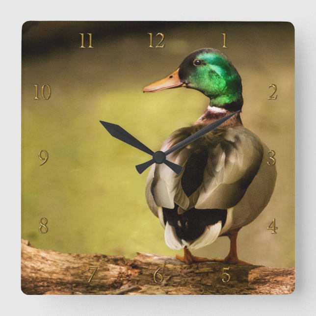 Mallard Anka Fyrkantig Klocka (Framsida)