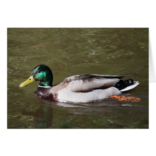 Mallard Anka Hälsningskort (Framsidan Horizontal)