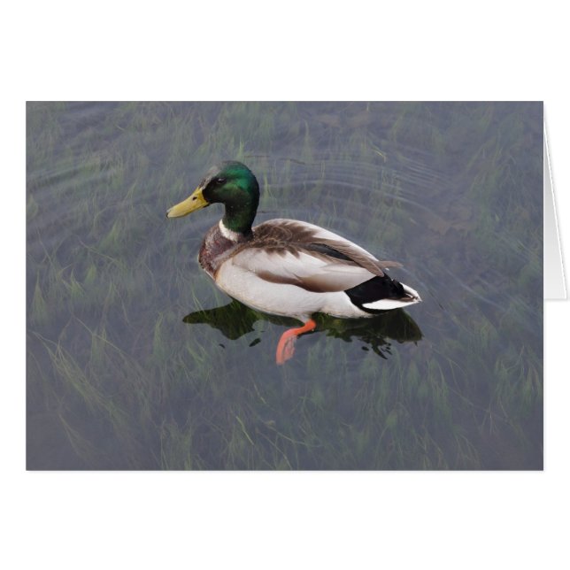 Mallard Anka Hälsningskort (Framsidan Horizontal)