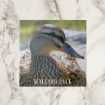 Mallard Anka Hen Photo Ceramic Tile Kakelplatta<br><div class="desc">Naturlig keramisk platta med vilda foto från Mallard anka. Markera din ruta storlek. Gör en underbar kökstrivet!</div>