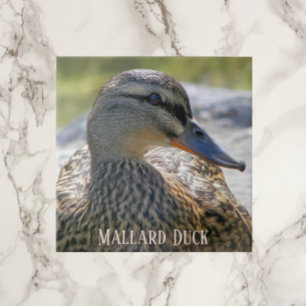 Mallard Anka Hen Photo Ceramic Tile Kakelplatta