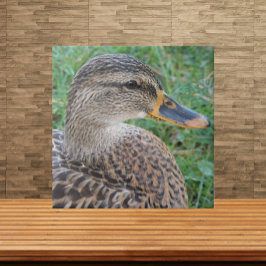 Mallard Anka Hen Wildlife Photo Kakelplatta