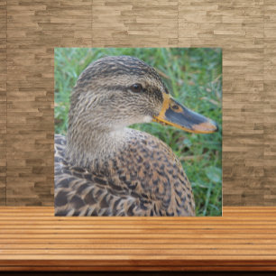 Mallard Anka Hen Wildlife Photo Kakelplatta