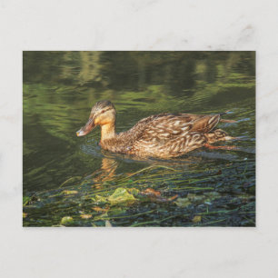Mallard Anka (hondjur) Vykort
