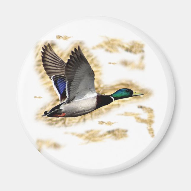Mallard Anka Hunting Magnet (Framsidan)