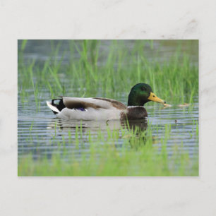 Mallard anka i en damm vykort