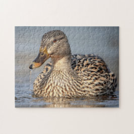 Mallard Anka i Hudson Valley Pussel