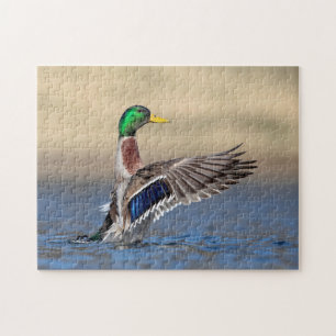 Mallard Anka i Hudson Valley Pussel