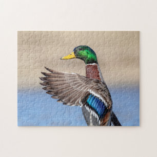 Mallard Anka i Hudson Valley Pussel