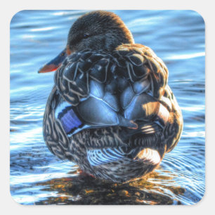 Mallard Anka i Winter River - Wildlife Photo Fyrkantigt Klistermärke