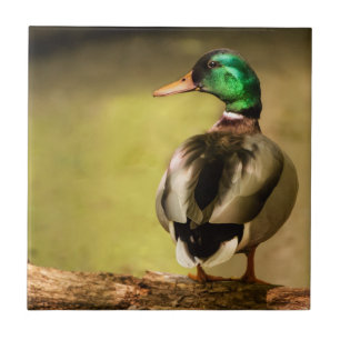 Mallard Anka Kakelplatta