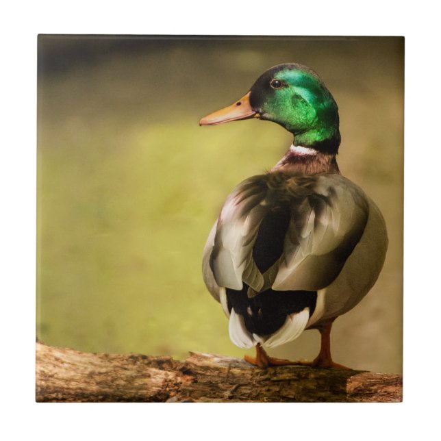 Mallard Anka Kakelplatta (Framsidan)
