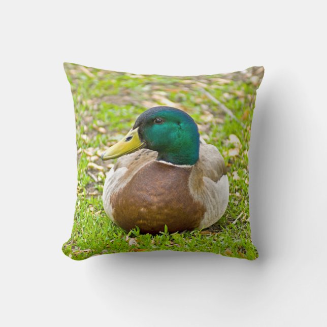 Mallard Anka Kudde (Framsida)