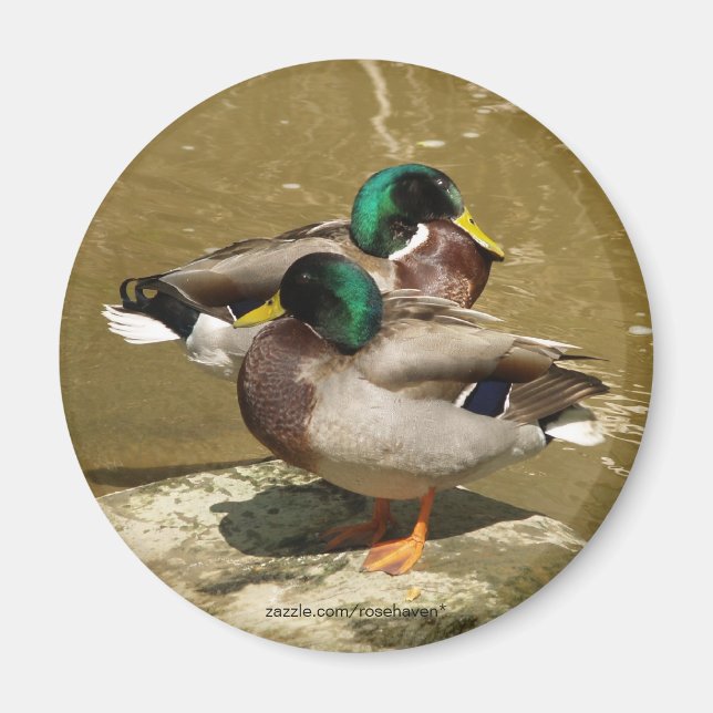 Mallard Anka Magnet (Framsidan)