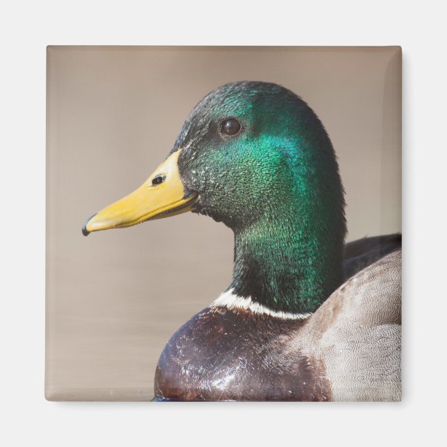Mallard anka magnet (Framsidan)