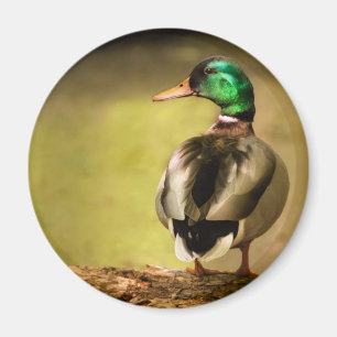 Mallard Anka Magnet