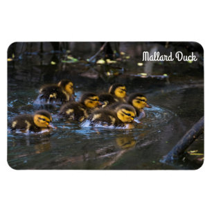 Mallard Anka Magnet