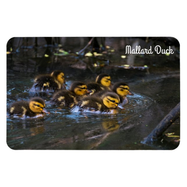 Mallard Anka Magnet (Horisontell)