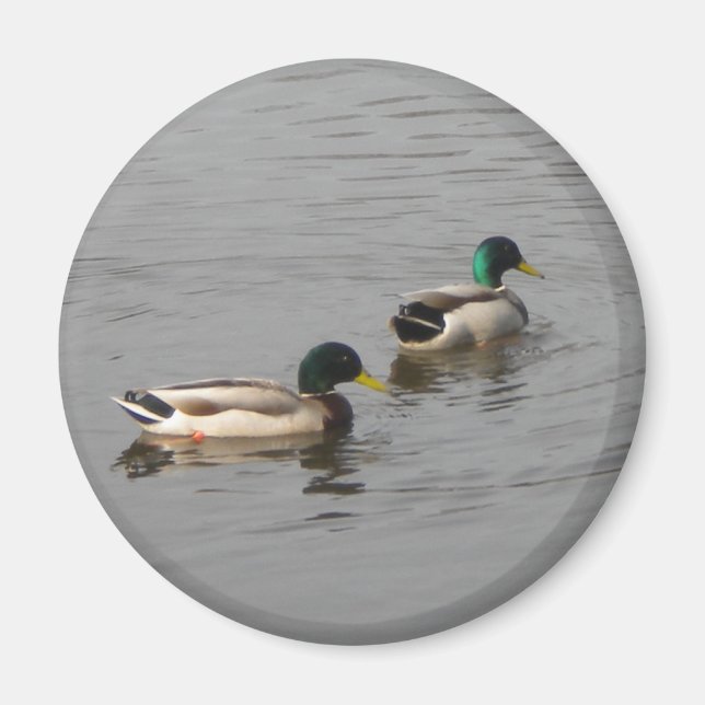 Mallard Anka Magnet (Framsidan)
