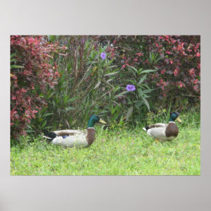 Mallard Anka Male Poster