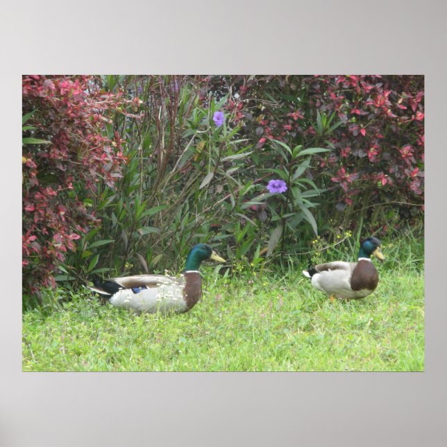 Mallard Anka Male Poster (Framsidan)