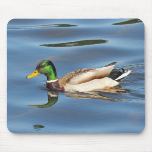 Mallard Anka Musmatta