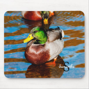 Mallard Anka Musmatta