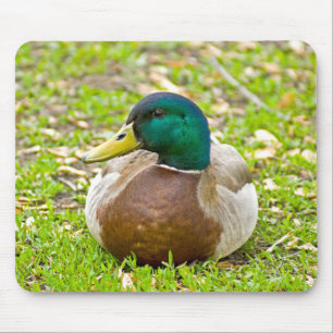 Mallard Anka Musmatta