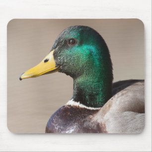 Mallard anka musmatta